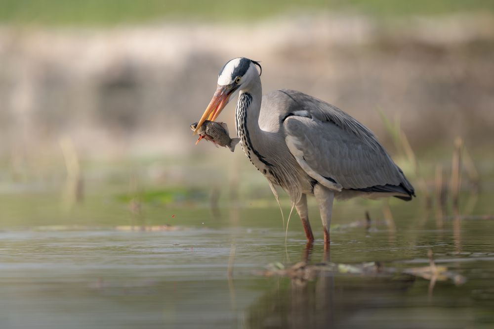Photograph by Dejan Zakic
