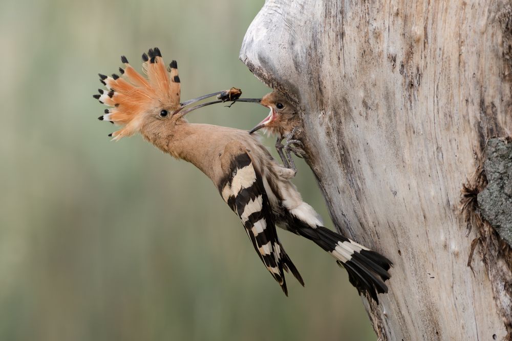 Photograph by Dejan Zakic