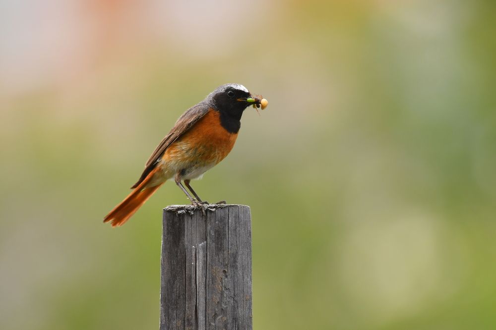 Photograph by Николай Абакумов