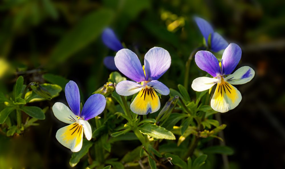 Photograph by Ольга Дерябина