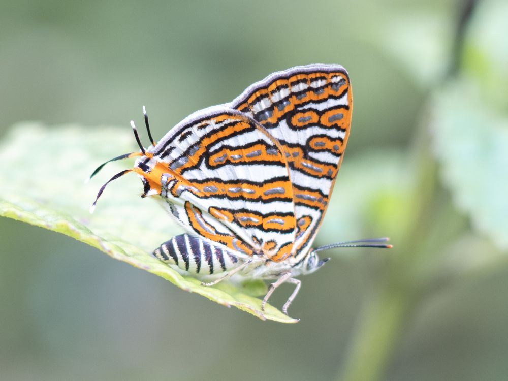 Photograph by Gihan Viraj Thilakarathna