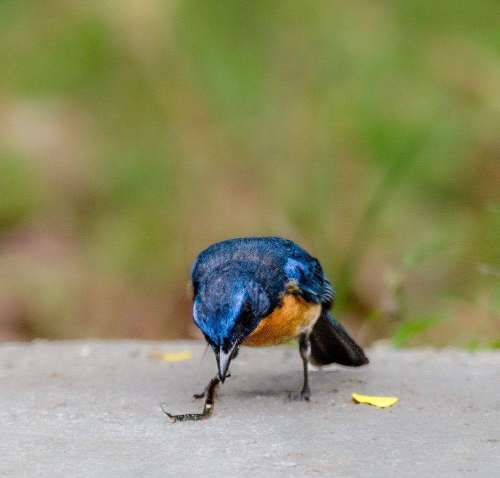 Photograph by Sarasija Ghosh