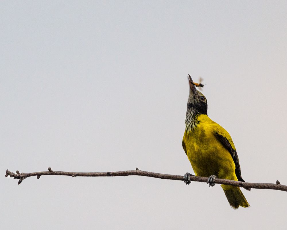 Photograph by Sarasija Ghosh