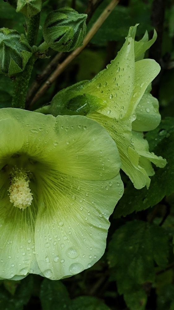 Photograph by Ирина Горбач