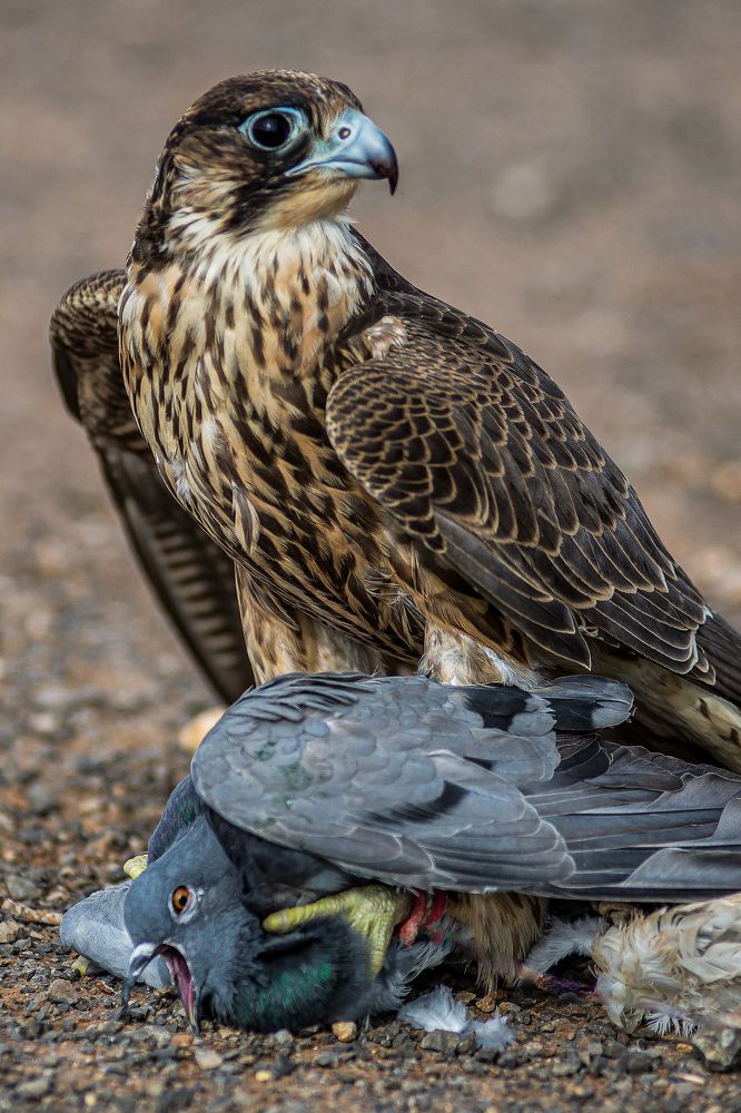 Photograph by Mohammed Elamine Belkhir