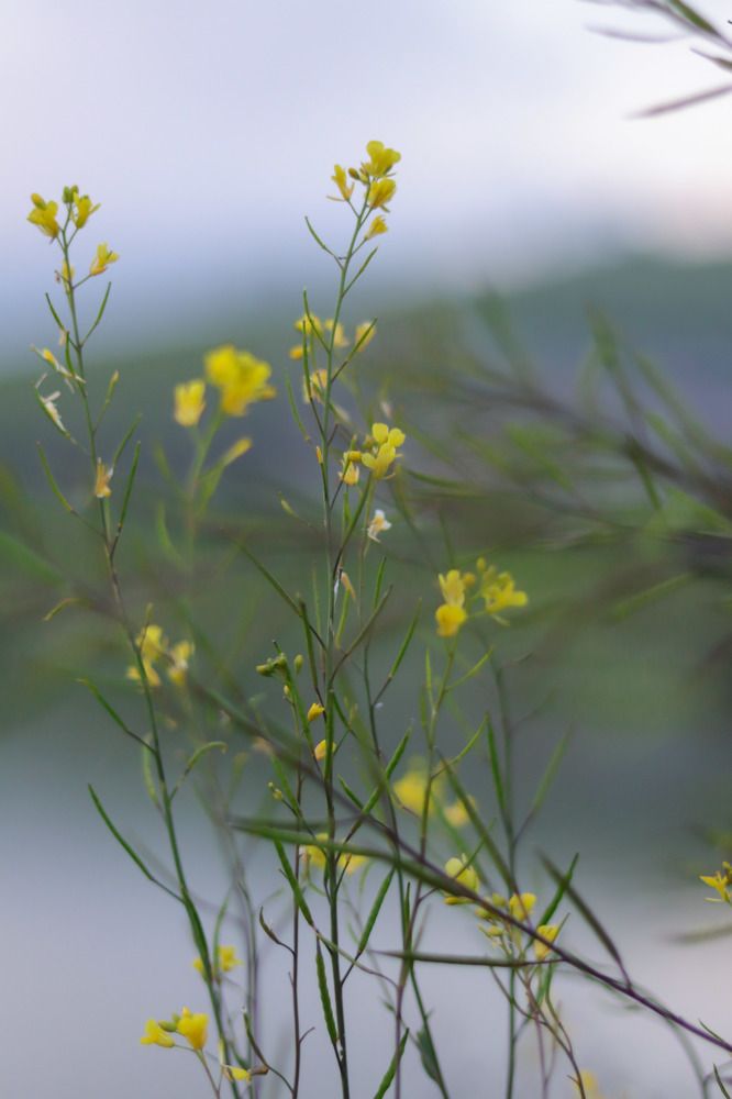 Photograph by Gihan Viraj Thilakarathna