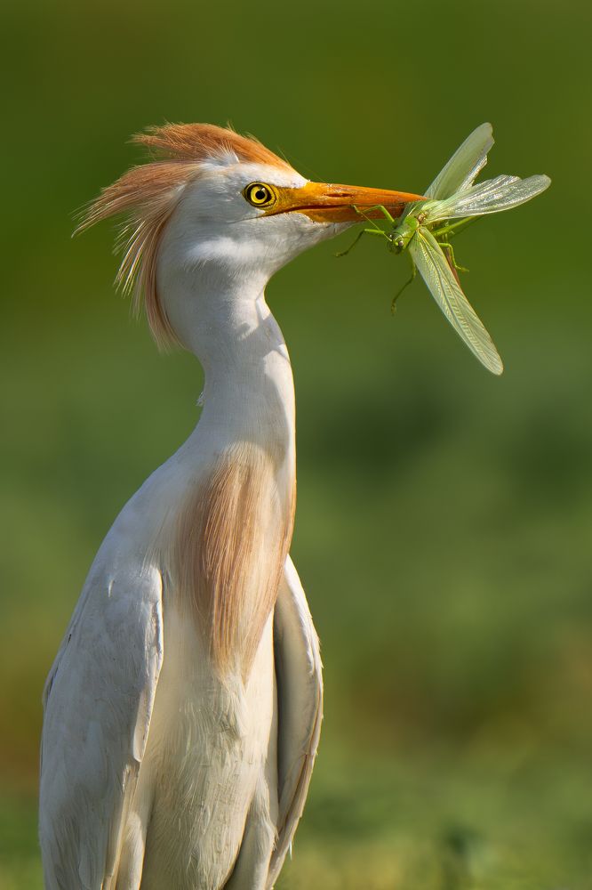 Photograph by Soheil Shahbazi