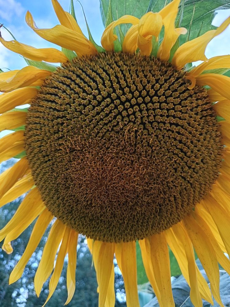 Photograph by Кристина Шацкая