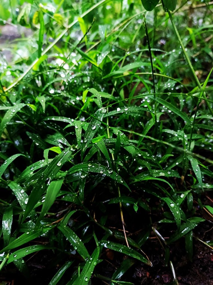 The softness of the rain