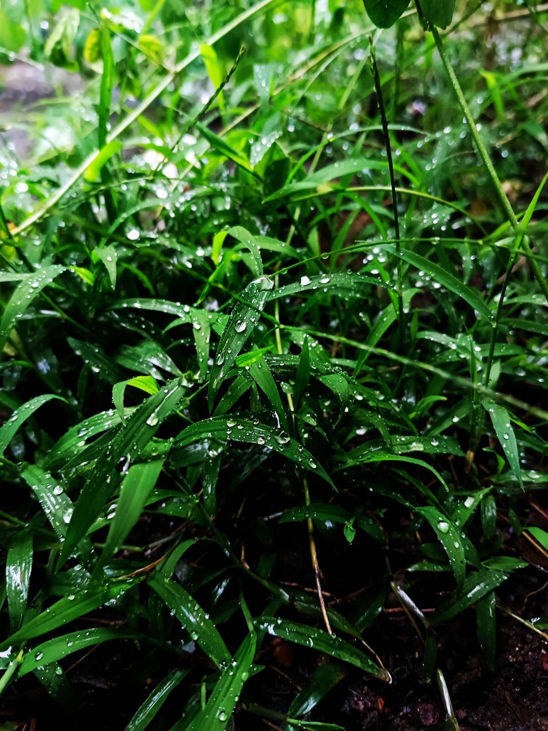 The softness of the rain