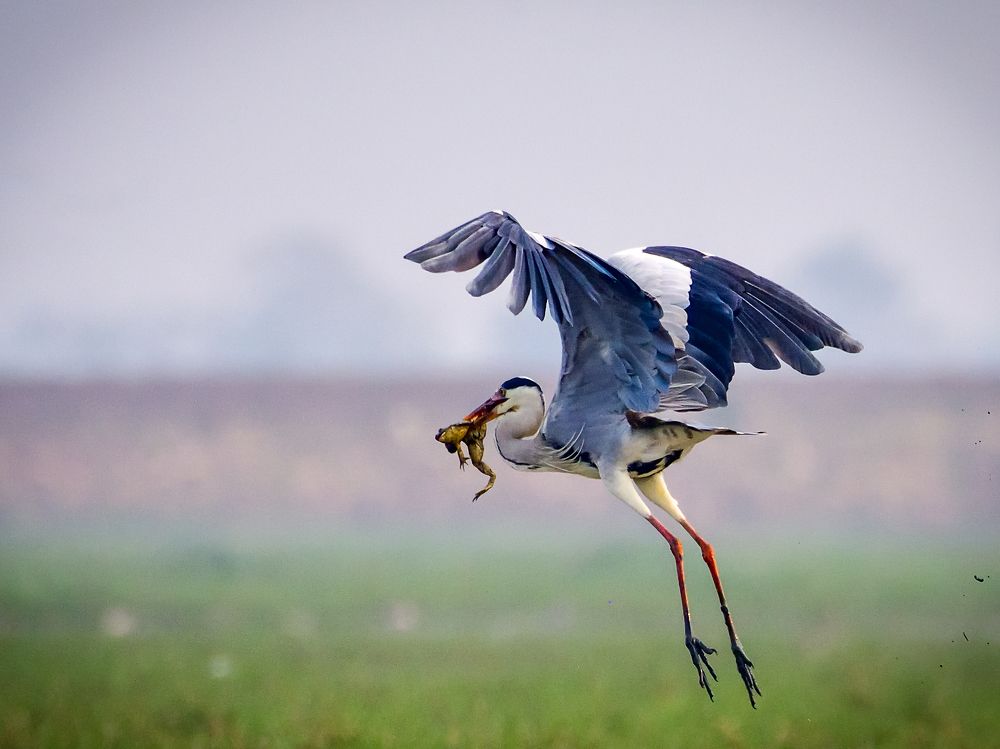 Photograph by Irene Chattopadhyay