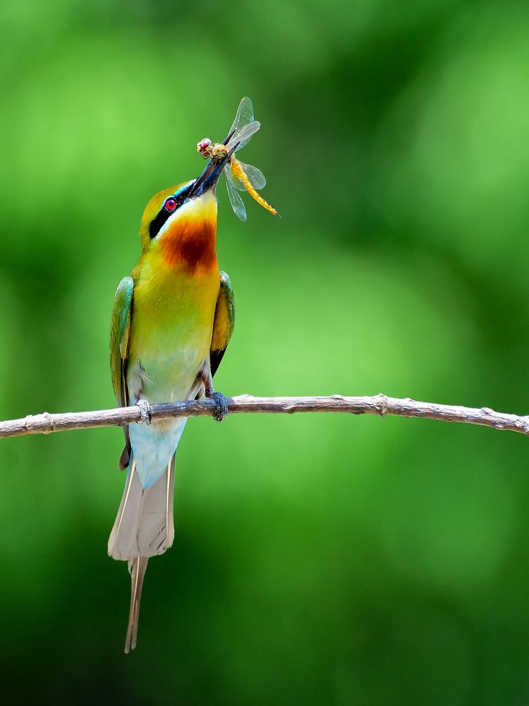 Photograph by Irene Chattopadhyay