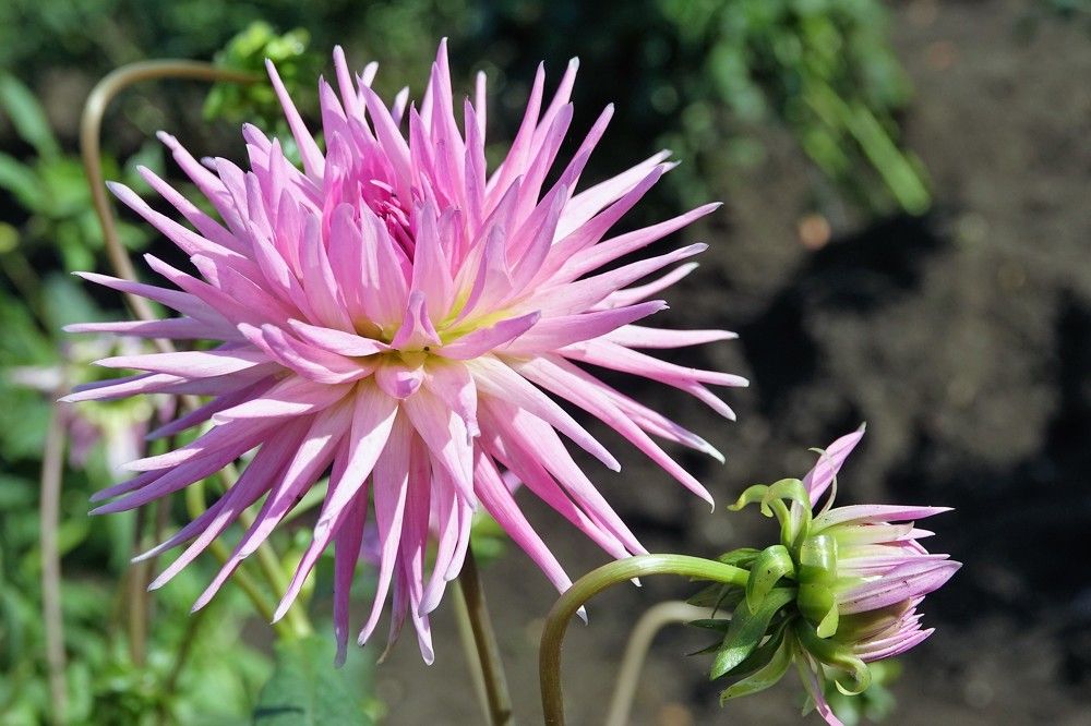 Photograph by jelena konickaja