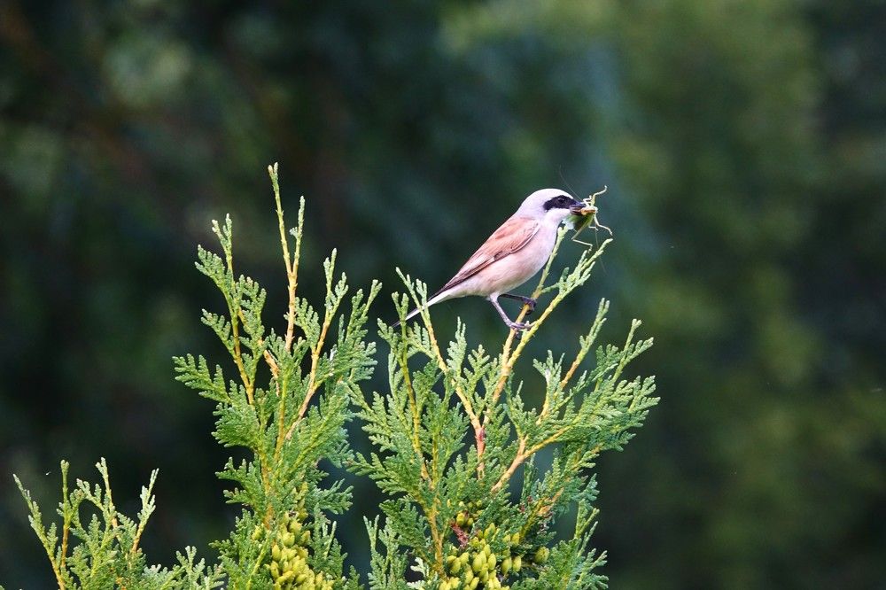 Photograph by jelena konickaja