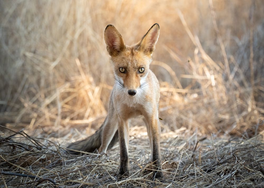 Photograph by Pedro Lemos