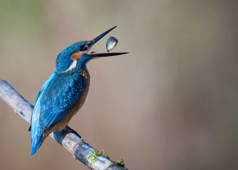 Photograph by Pedro Lemos