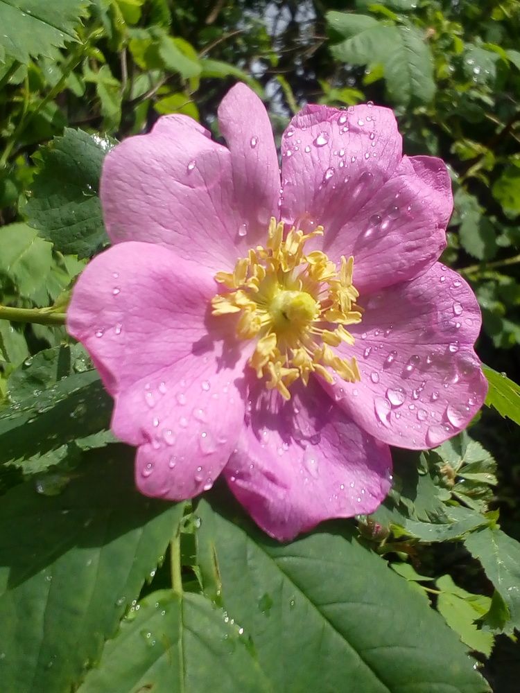 Photograph by Екатерина Бахтинова