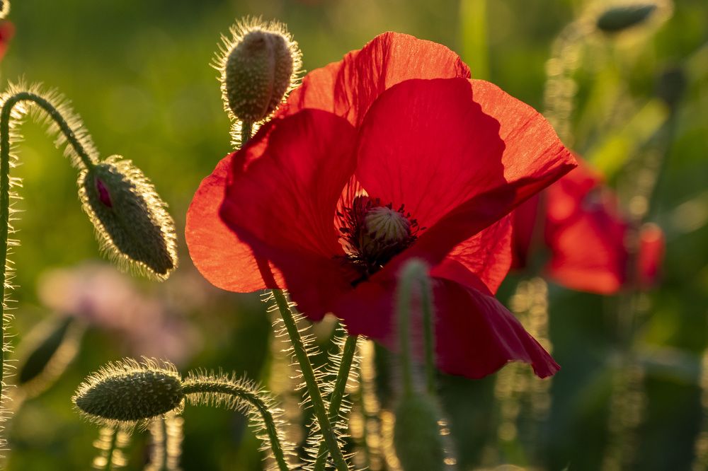 Фотография автора Наталья Липовская