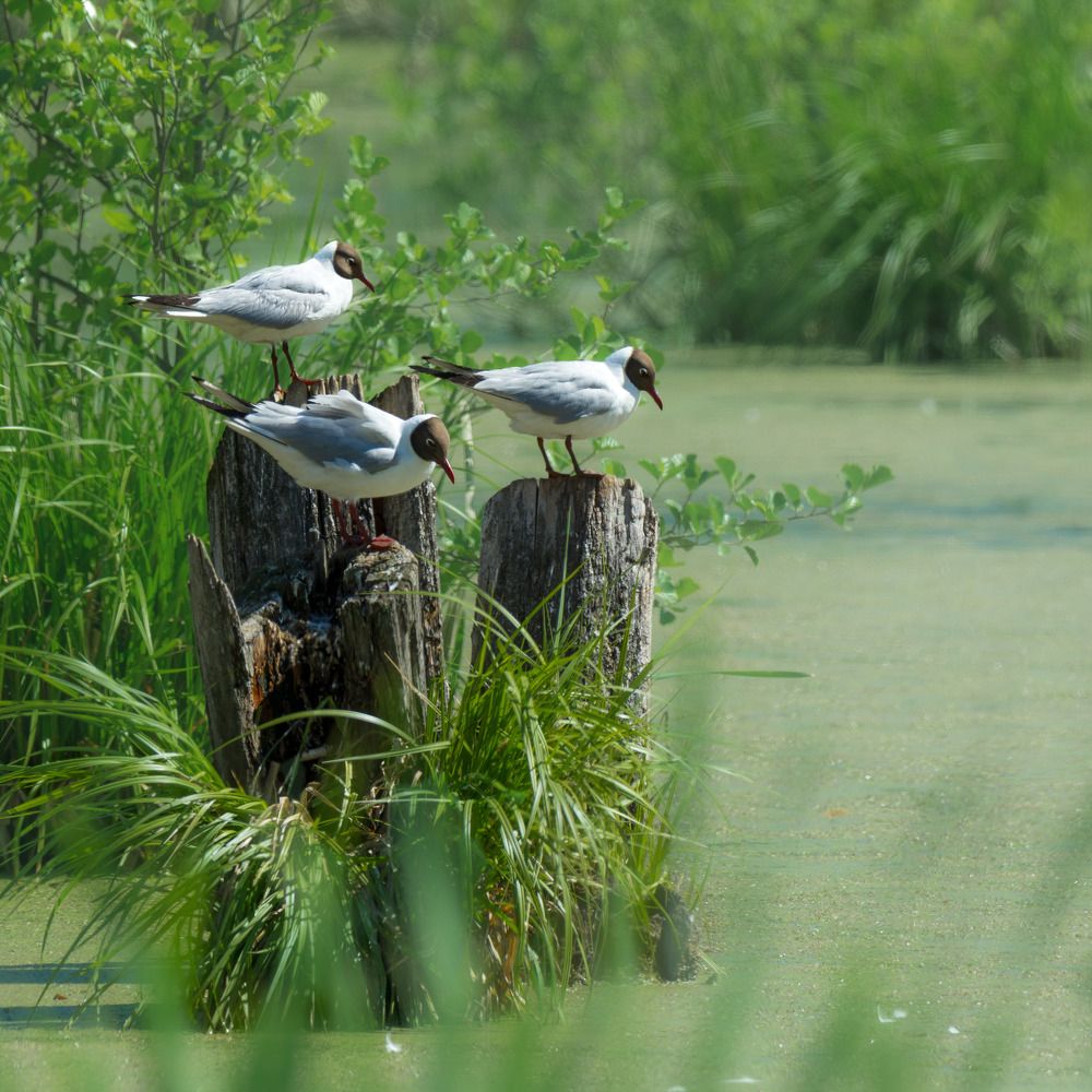 Фотография автора Руслан Комаров