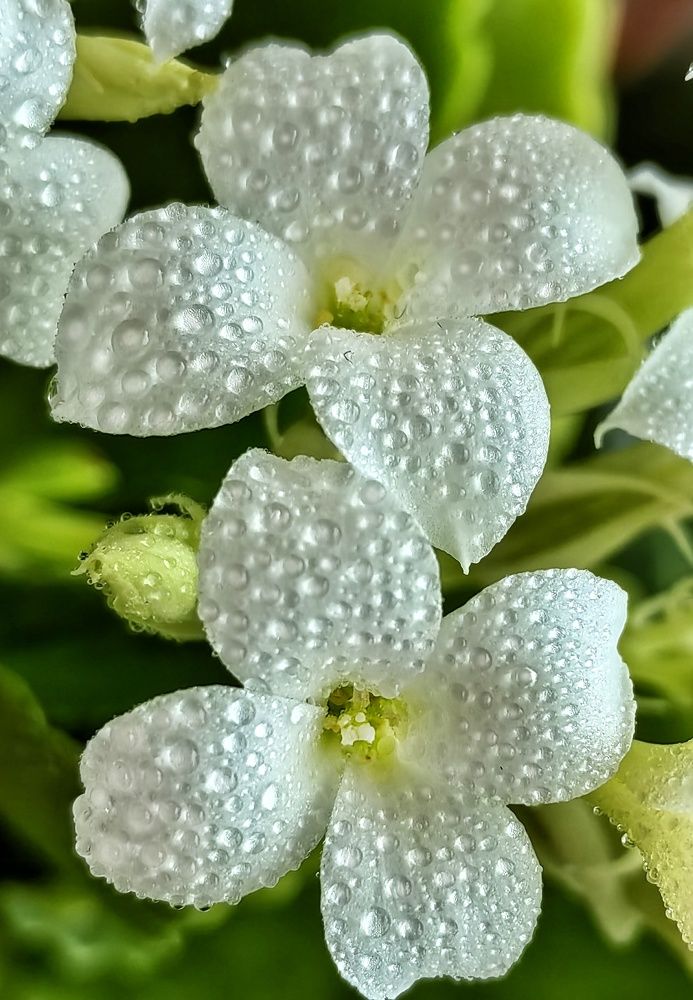 Фотография автора НАТАЛЬЯ СЕВЕР