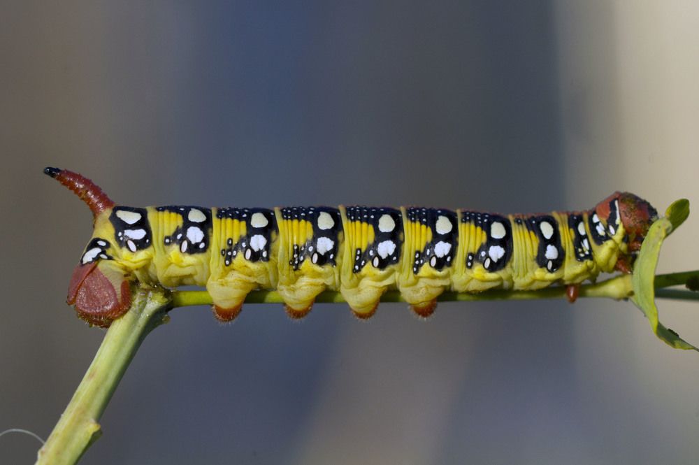 Photograph by Аlessandro