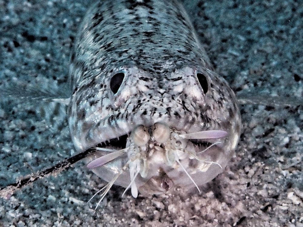 Photograph by Penn De Los Santos