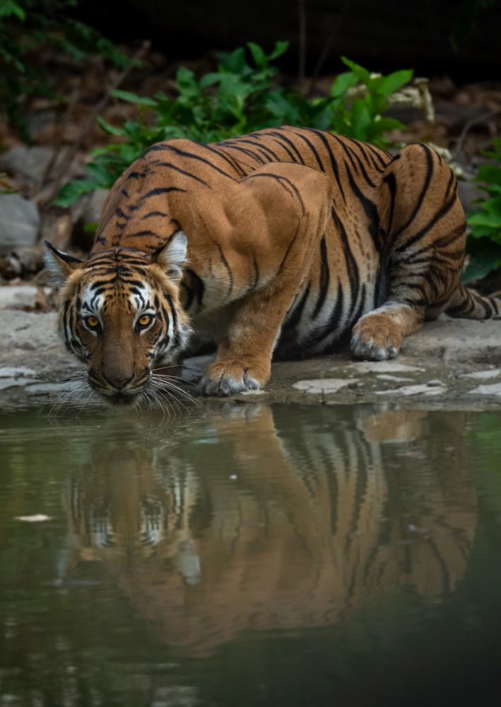 King of the Watering Hole