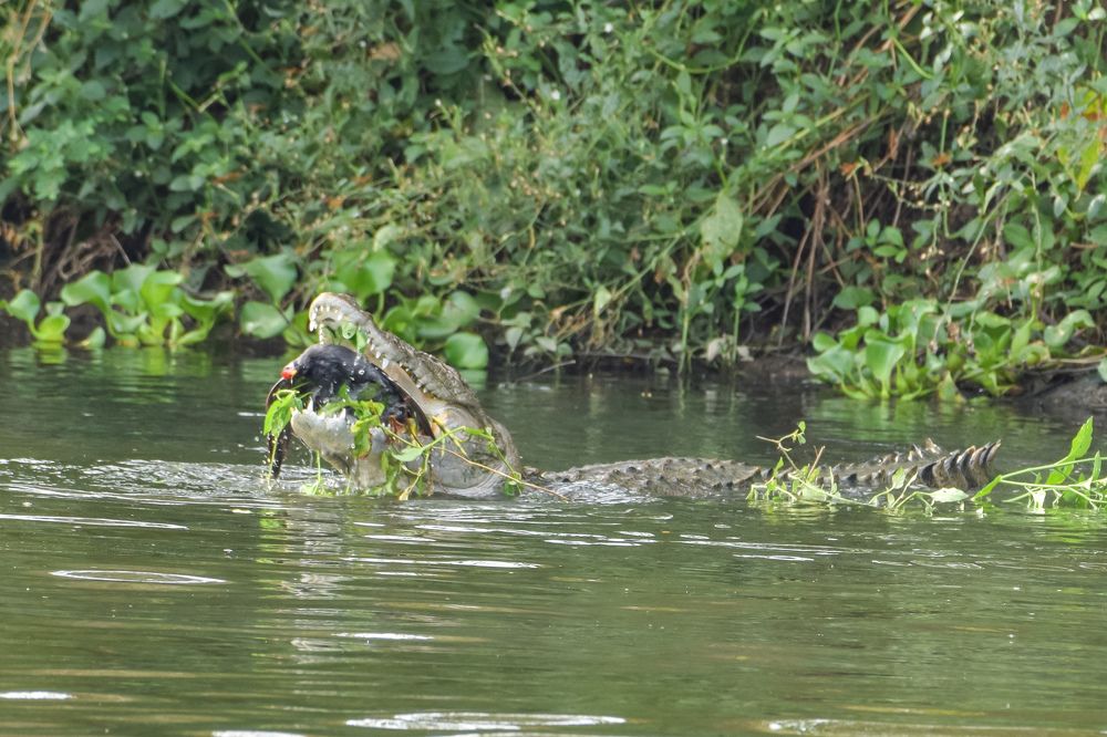 Фотография автора Harshit Sharma