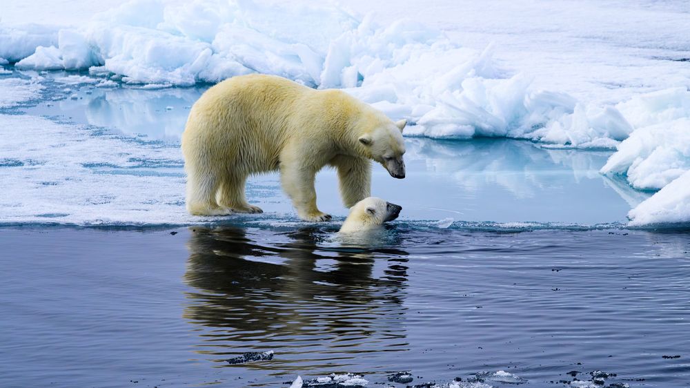 Фотография автора Somdutt Prasad