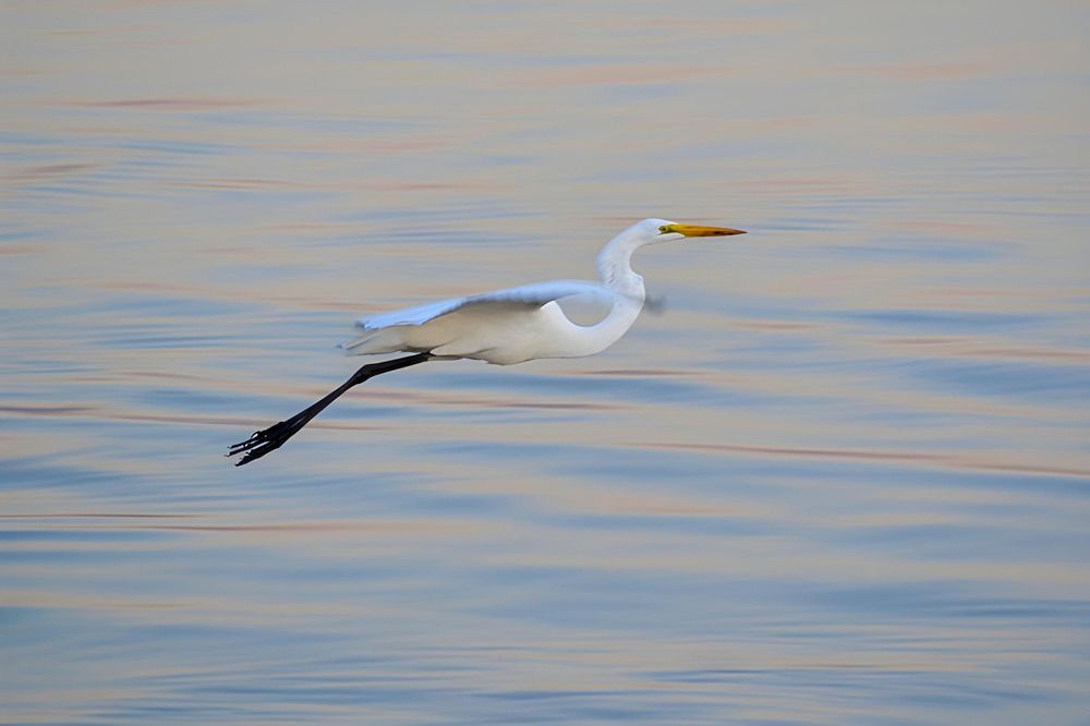O sublime e etéreo voo da Garça