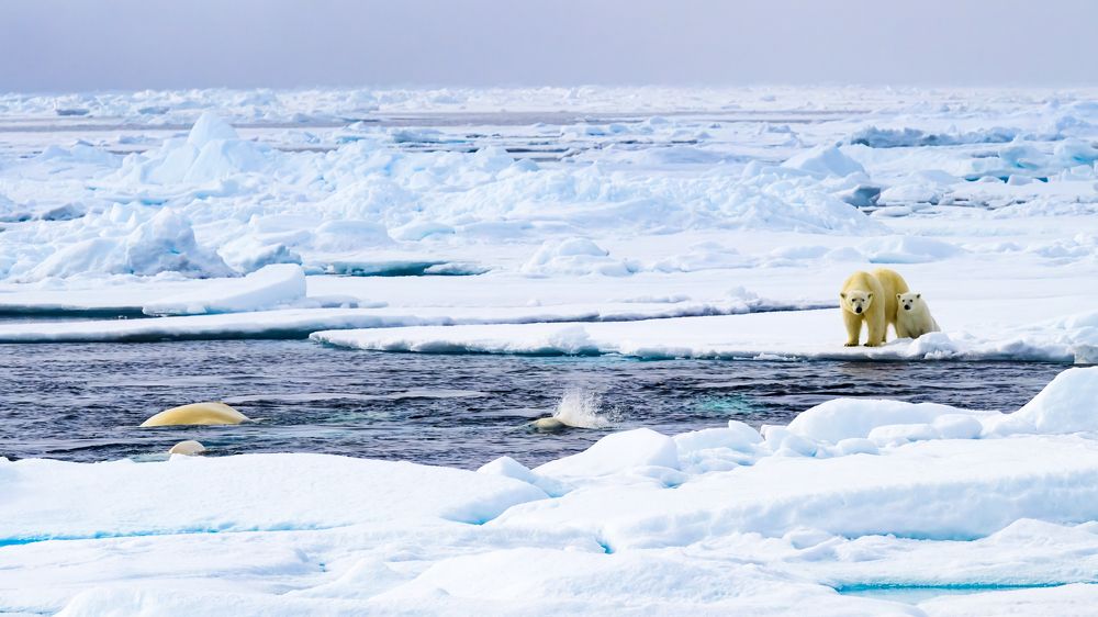 Фотография автора Somdutt Prasad