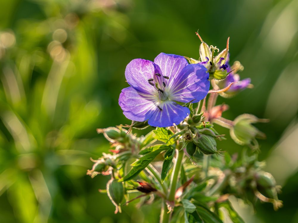 Photograph by Никита Борзов