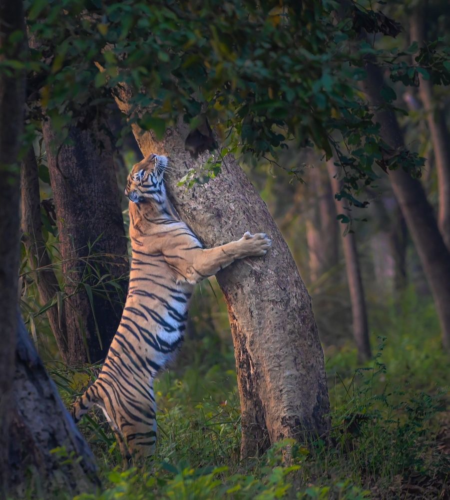 Photograph by Aritra Pal