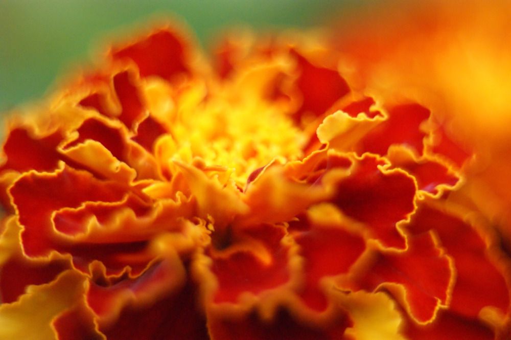 Photograph by Елена