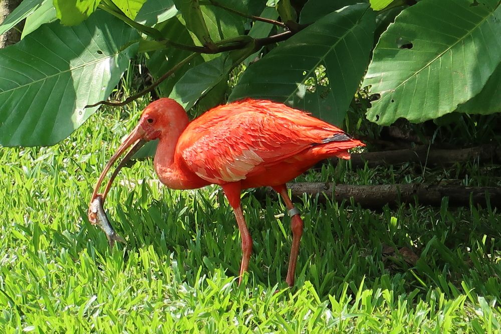 Scarlet Ibis with Prey