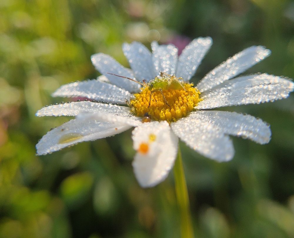 Photograph by Елена Павлова