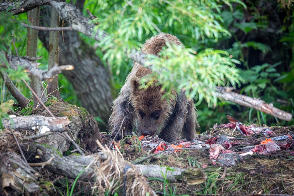 Photograph by Sergey Nikolenko