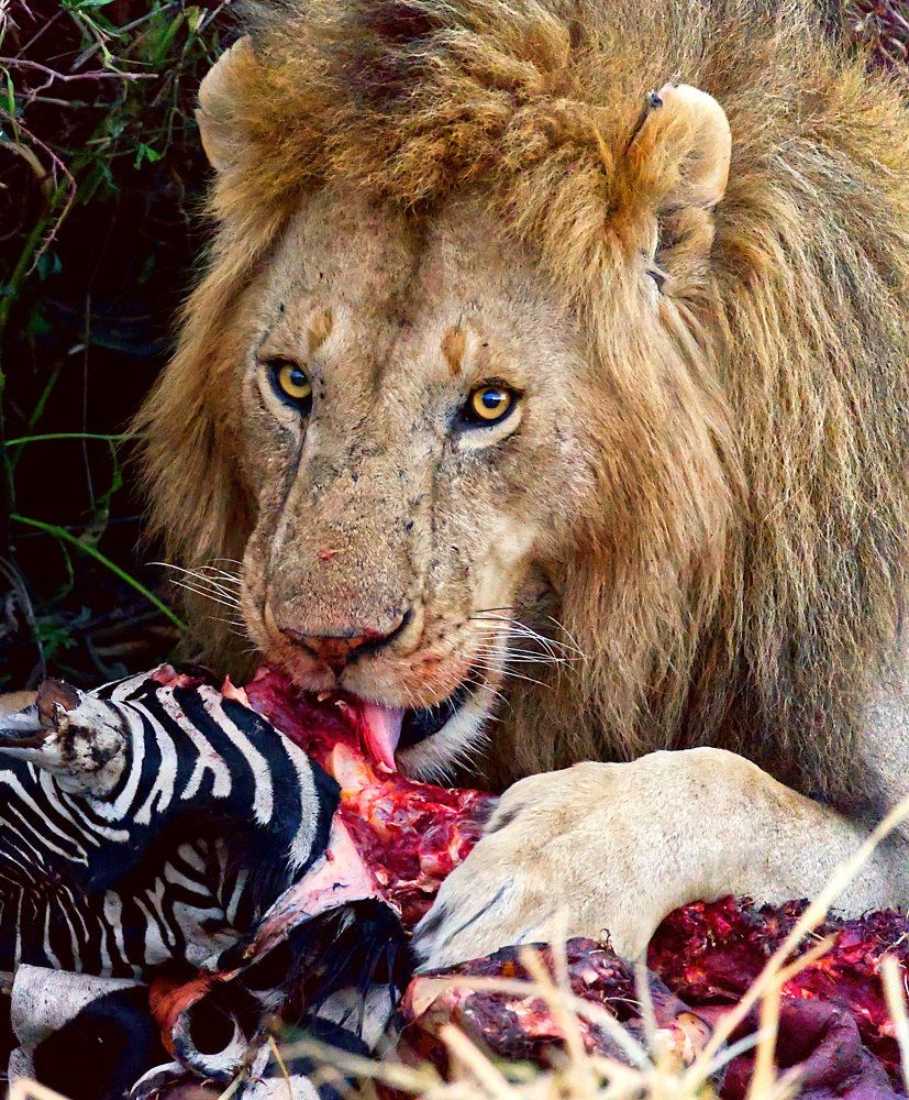 Фотография автора Kanwarjot Singh