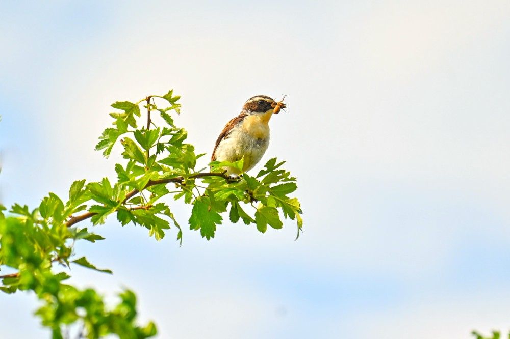 Фотография автора IRINA FILIPPOVA