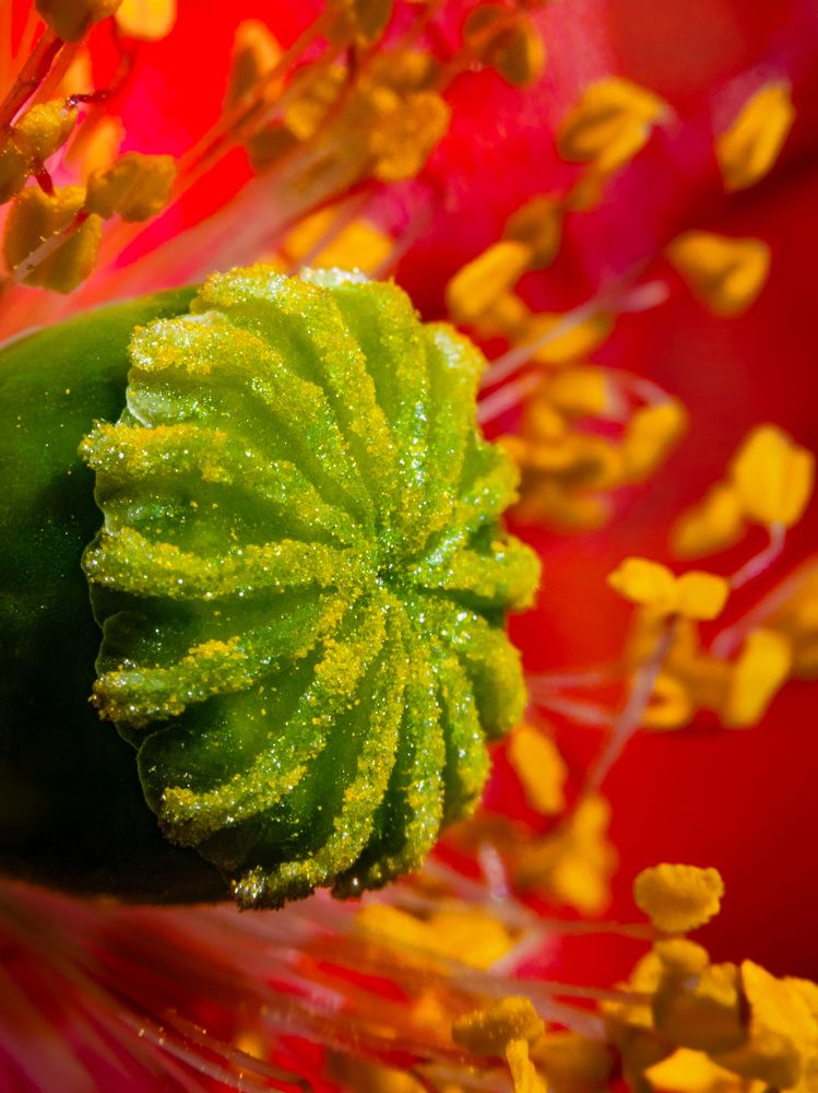 Photograph by Галина Суровицкая