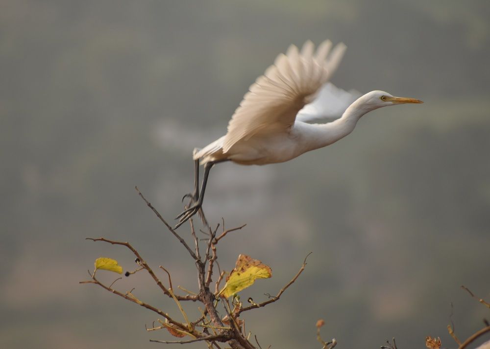 Photograph by Trishanu Chatterjee