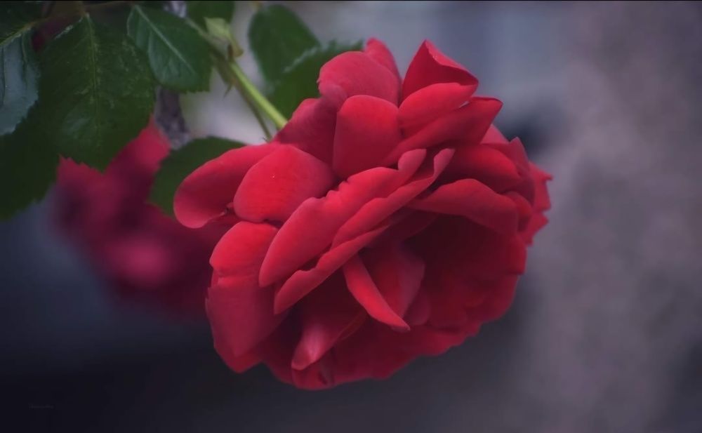 Клонка роза