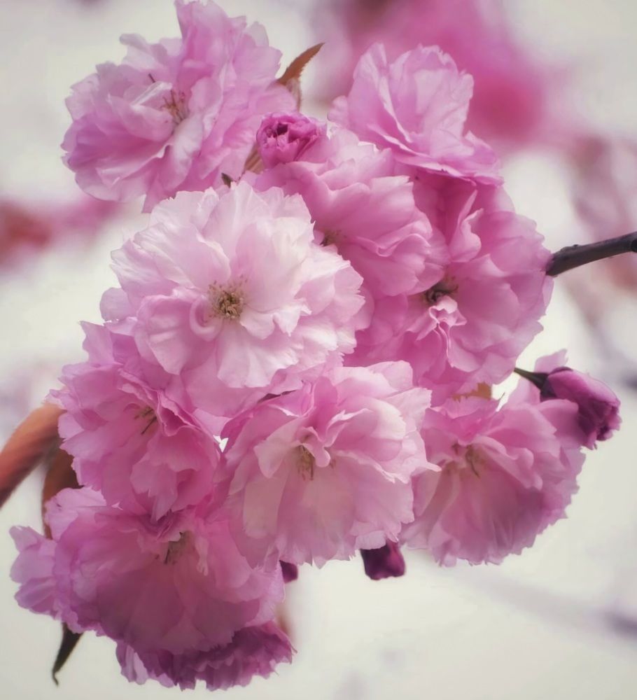 Клонка сакура