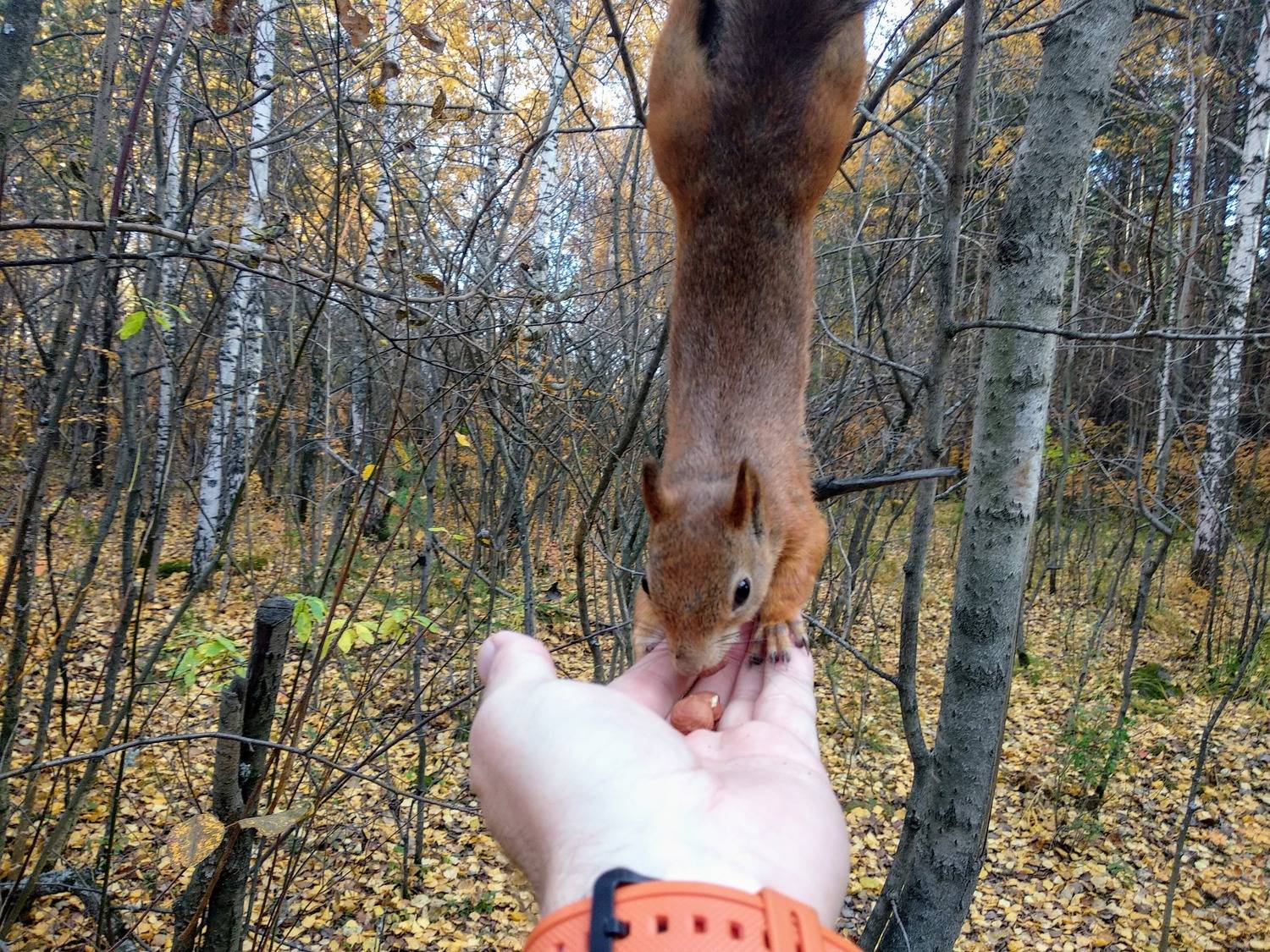 Photo #10912815