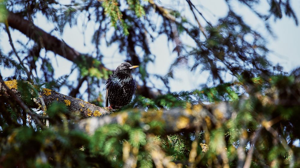 Photograph by Алексей Кочерыжкин