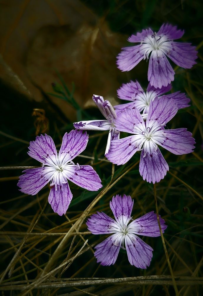 Photograph by Ольга Глущенко