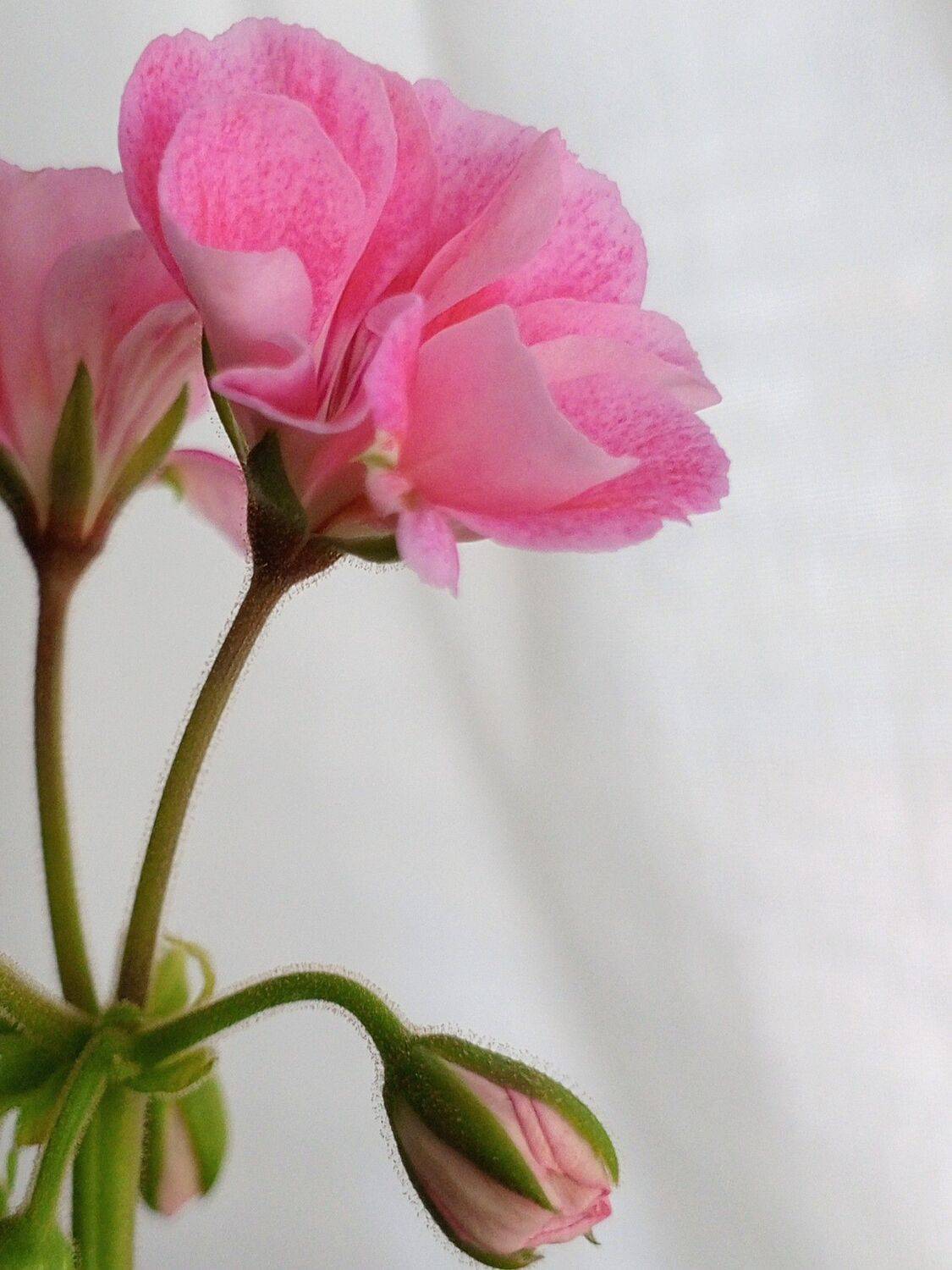 Photo #10912995
