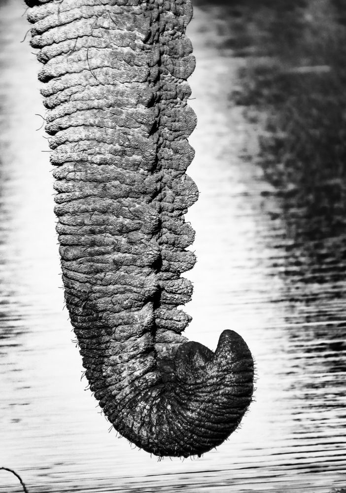 Photograph by Basie Marais