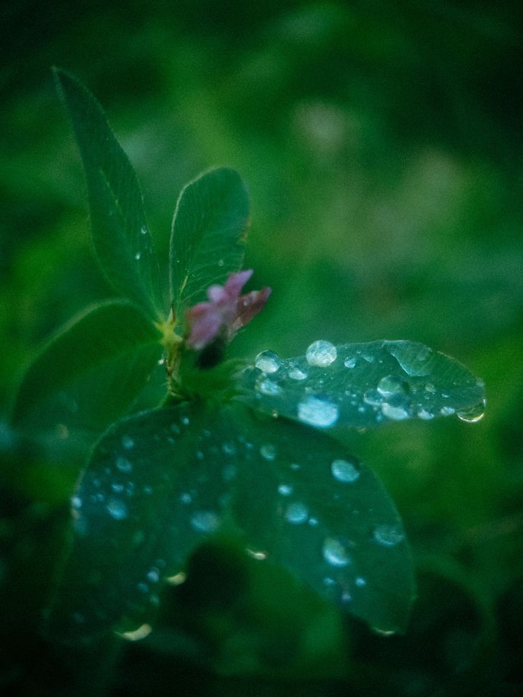 Photograph by Оксана Артимович