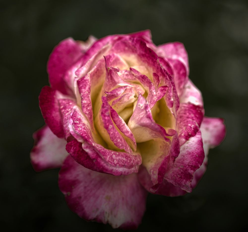 Photograph by Светлана Алексеева